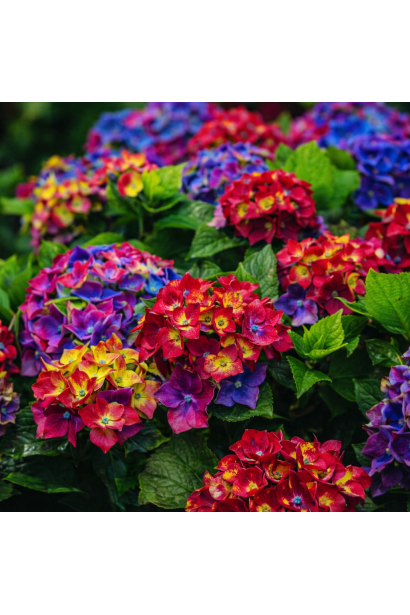 Hydrangea Schloss Wackerbarth цвітіння